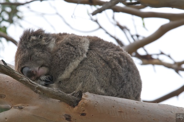 AustraliaEast 10  142